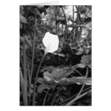 Calla Lily notecards