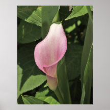 Calla Lily Photograph Posters