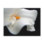 Calla Lily postcards