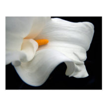 Calla Lily Postcard