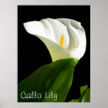 Calla Lily posters