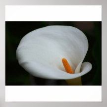 Calla Lily Posters