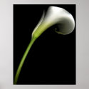Calla Lily posters