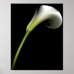 Calla Lily posters