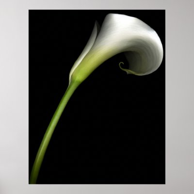 Calla Lily Poster by designcreatology
