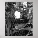 Calla Lily poster posters
