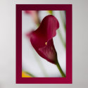 Calla lily Poster posters