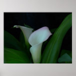 calla lily