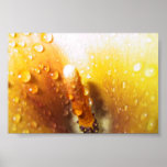 Calla Lily Print