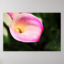 Calla Lily Print