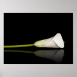 Calla lily print