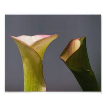 Calla lily Print Photographic Print
