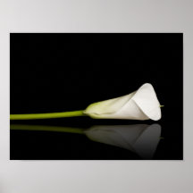 Calla lily print