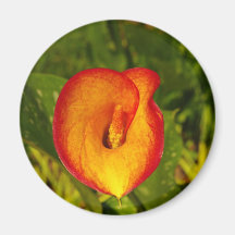 Calla Lily Refrigerator Magnets