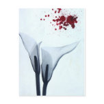 Calla Lily X-ray postcards