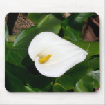 Calla Lily(Zantedeschia Aethiopica) Mousepad