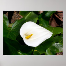Calla Lily(Zantedeschia Aethiopica) Poster