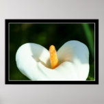 Calla Liy Poster