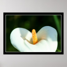 Calla Liy Poster