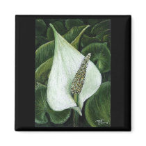 calla palustris refrigerator magnet