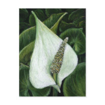 calla palustris postcards