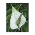 calla palustris postcards