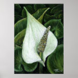 calla palustris posters