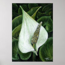 calla palustris print