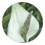 calla palustris stickers