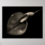 Calla Print