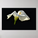 calla posters