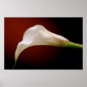 calla posters