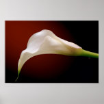calla posters
