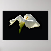 calla print