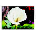 Calla Sideways cards