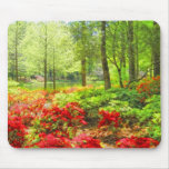 Callaway Azaleas