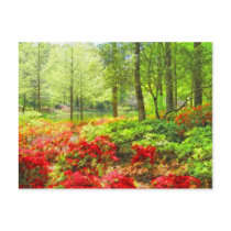 Callaway Azaleas