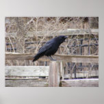 Calling Crow 1