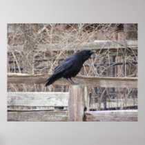 Calling Crow 1