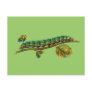 Calocampa vetusta caterpillar post cards