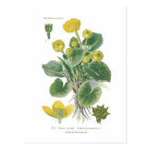 Caltha palustris (Marsh marigold) Post Card