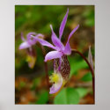 Calypso Bulbosa posters