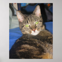 Calypso Kitty Sassy Print