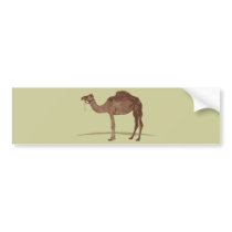 Camel Bumper Sticker