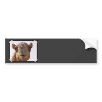 Camel Bumper Stickers