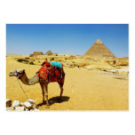 Camel business cards