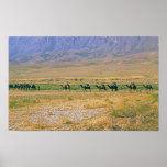 Camel caravan poster