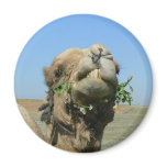 Camel chewing flowers magnets