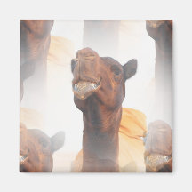 Camel Collage  Magnet