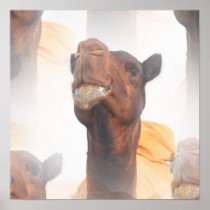 Camel Collage Poster